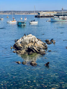 Sea Lions