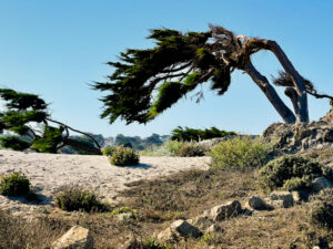 Ghost Tree