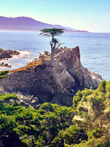 THE Monterey Cypress