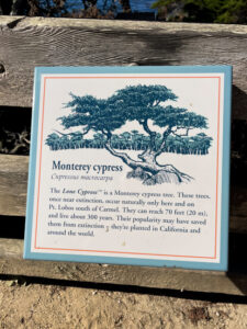Monterey cypress